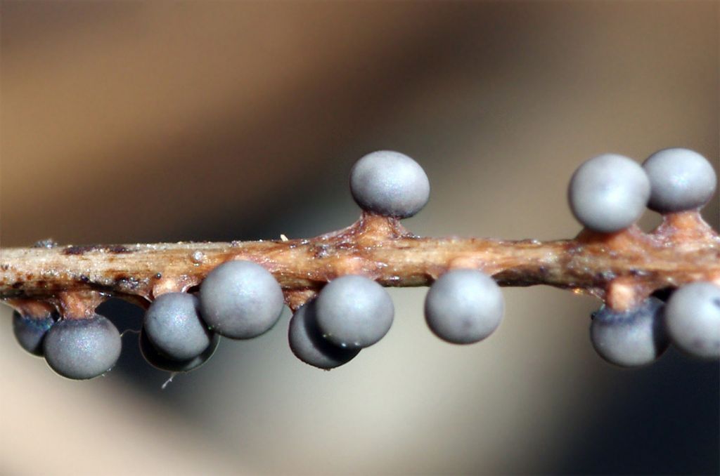 Diderma montanum (?)